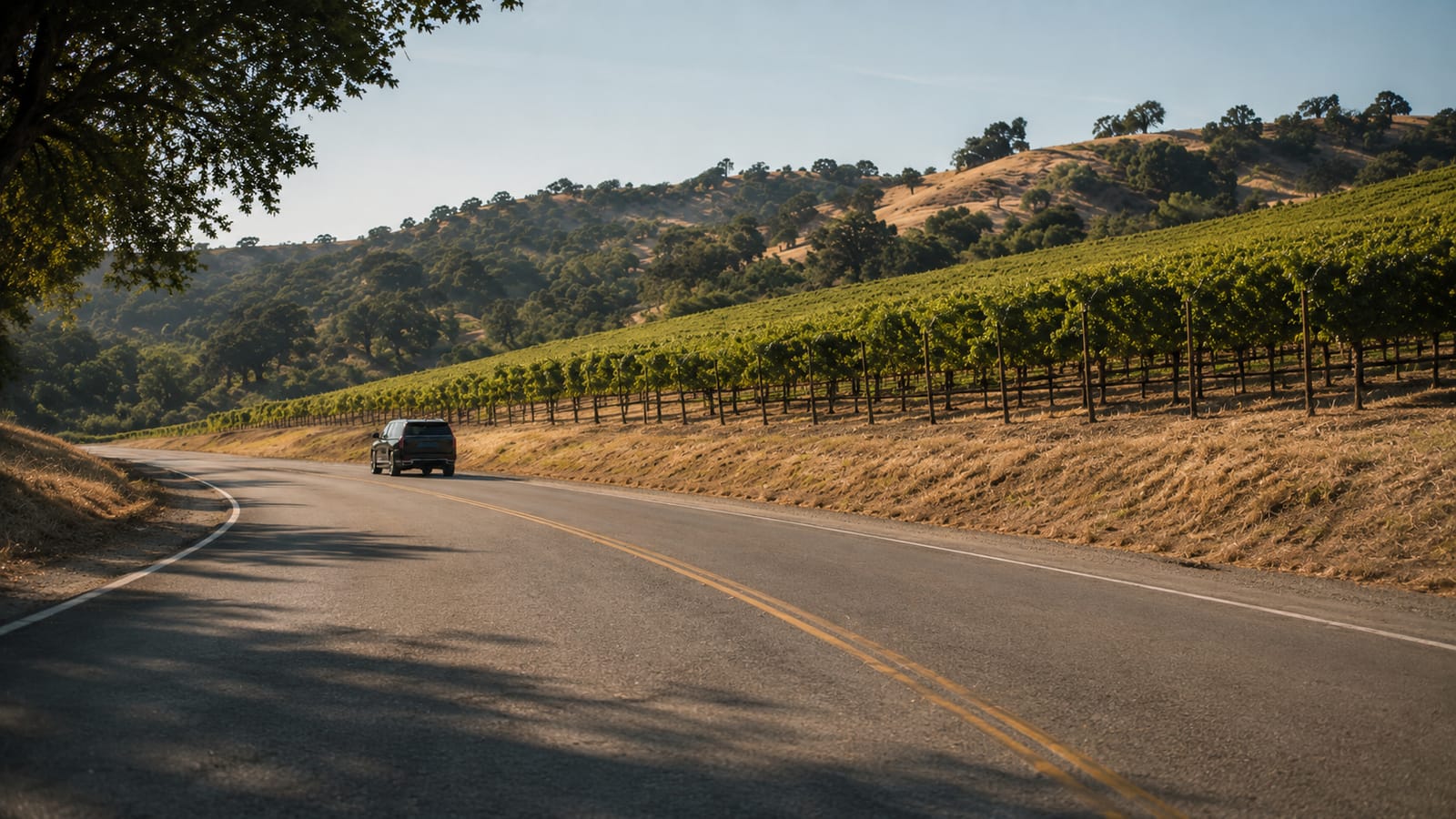A quiet two-lane road curving past vineyards toward oak-covered hills in late afternoon light