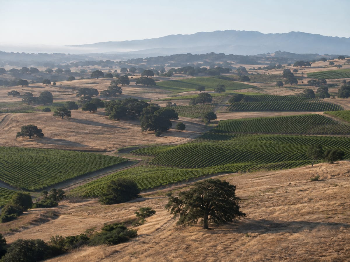 Rolling hill country with vineyard blocks set among open grassland and scattered oaks, seen in morning haze
